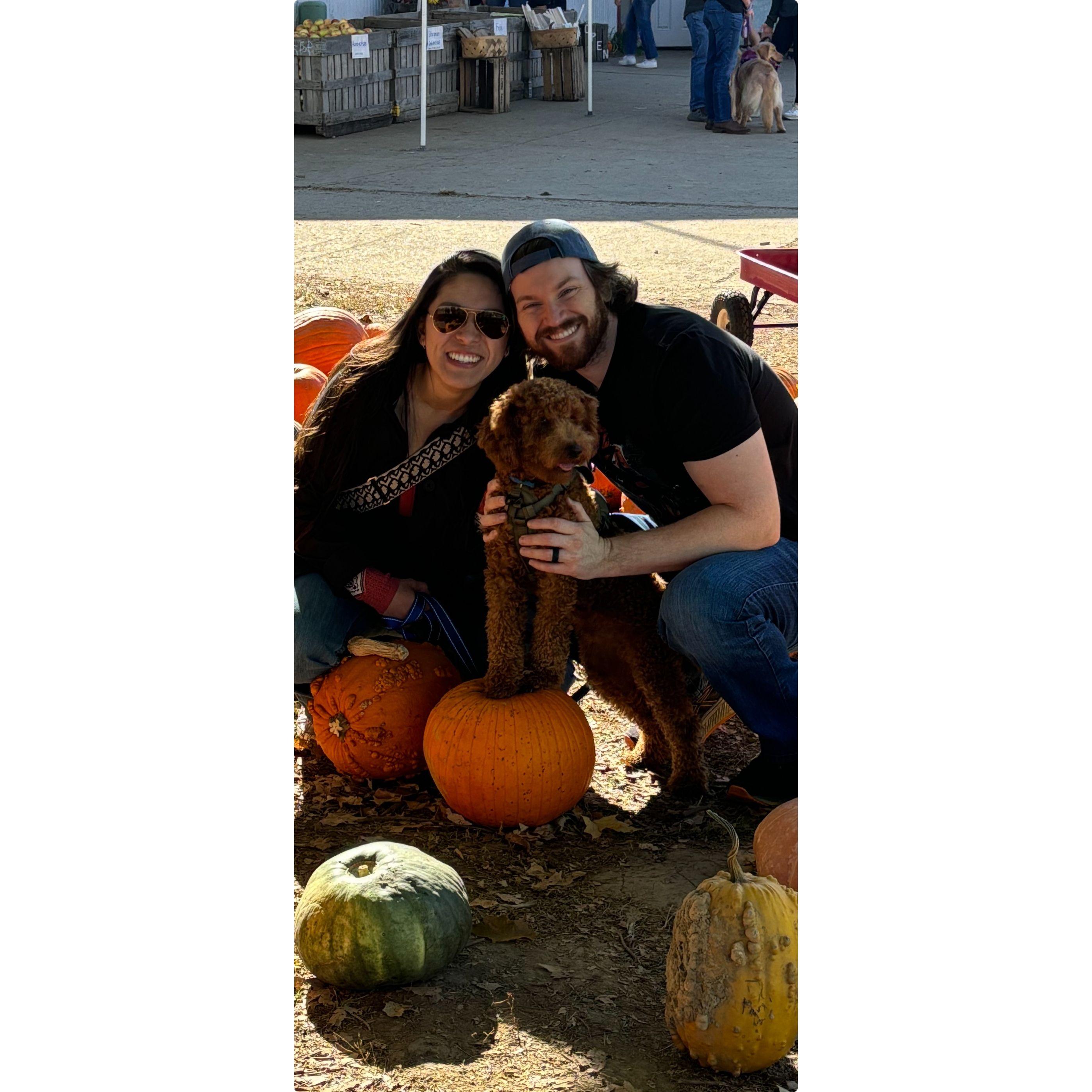 Tater's first Halloween.