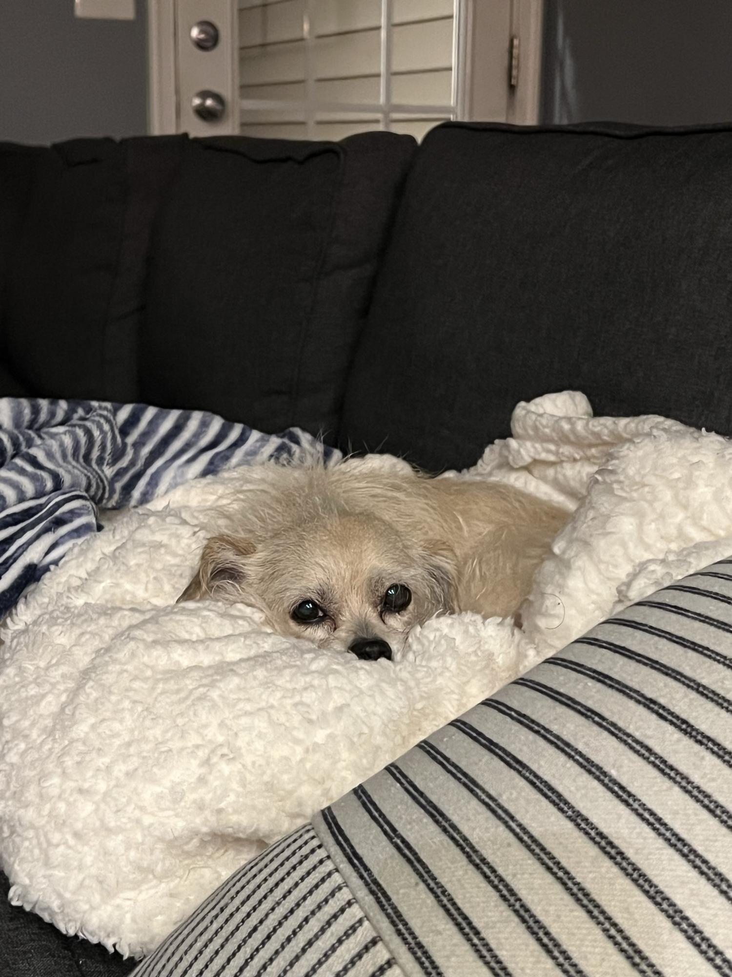 Trixie always thinks she’s allowed on Meagan’s blanket