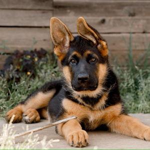 Puppy