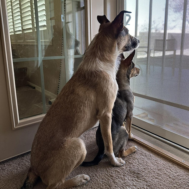 Dog Sitter Fund