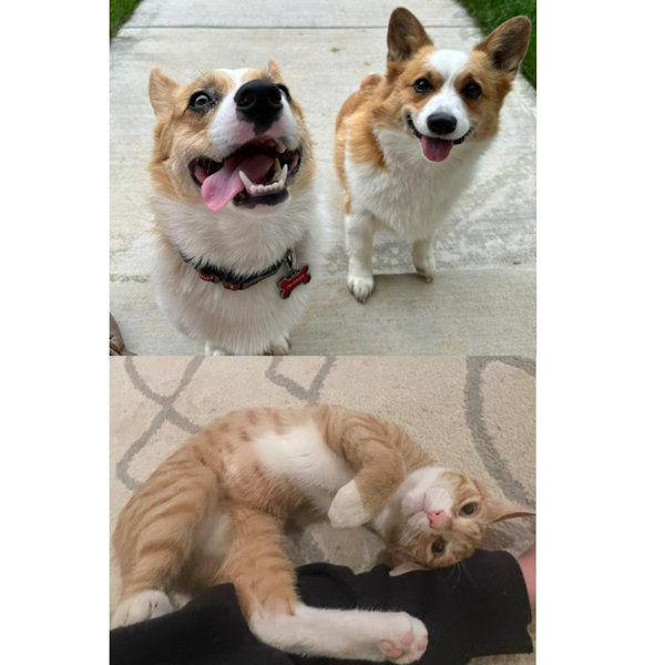 FUR BABY FUND