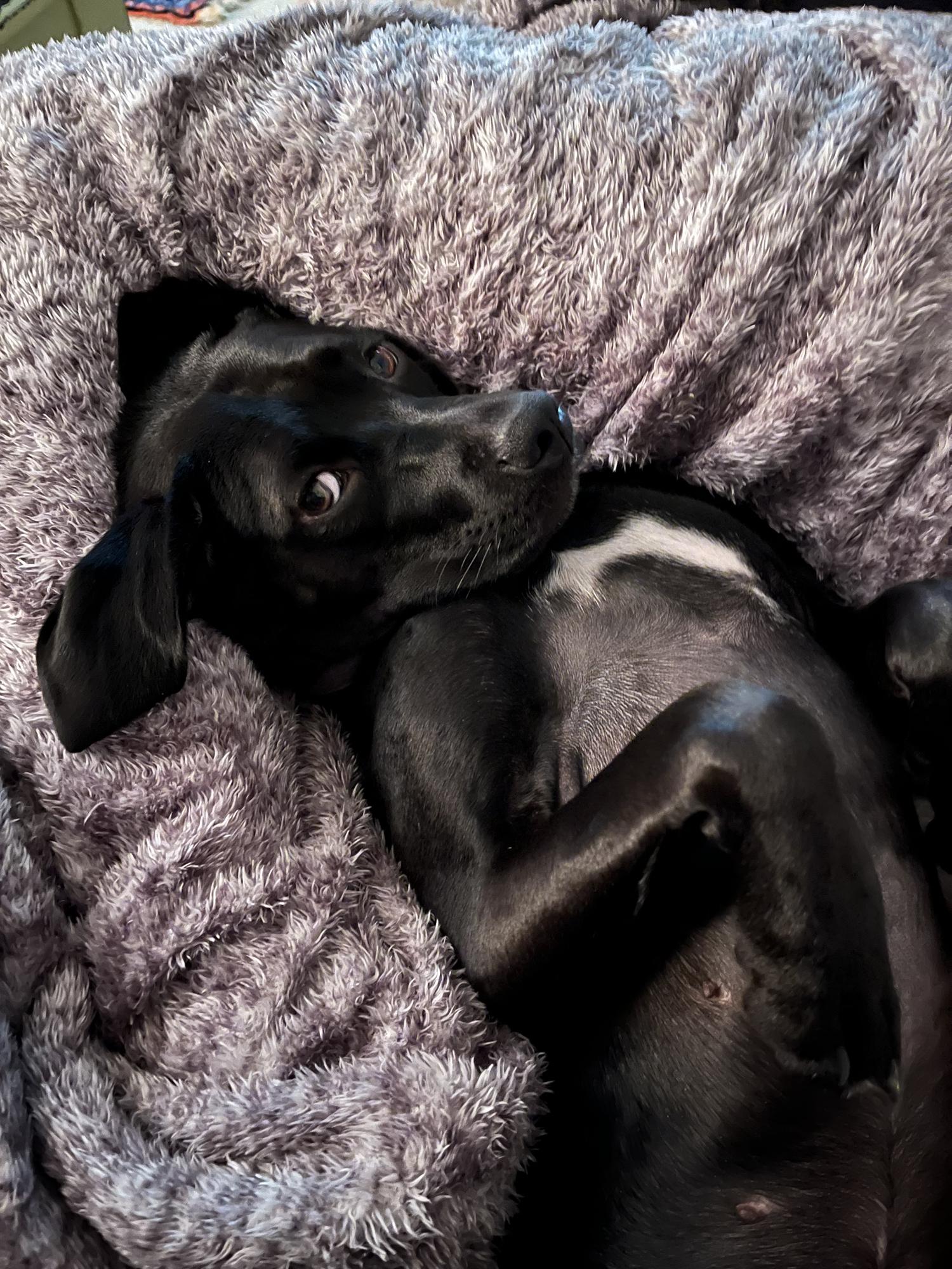 Koko ❤️ our sweet mutt