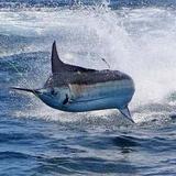Fishing Charters