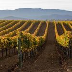 For the Wine Enthusiasts