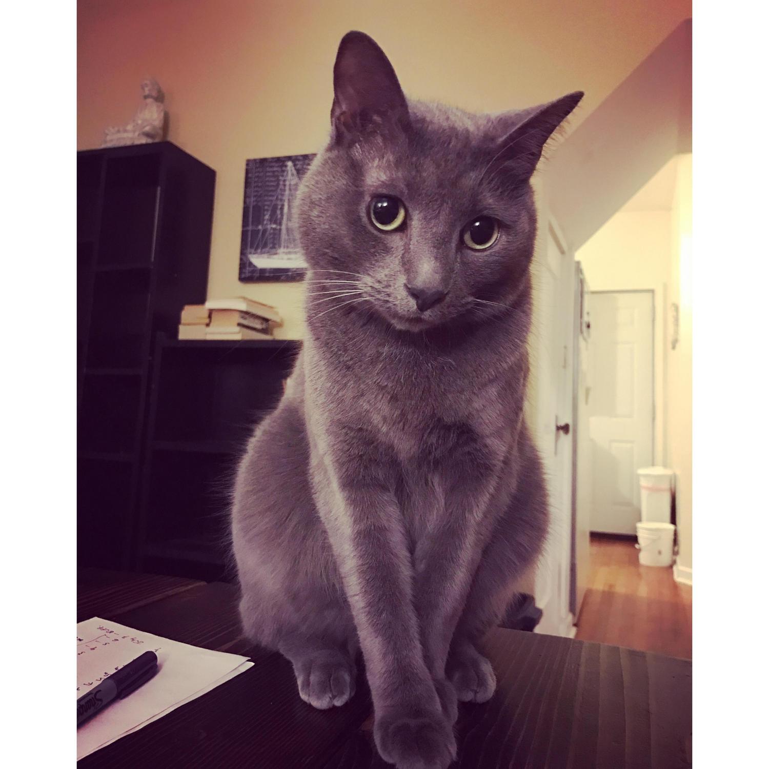 Prince Caspian