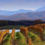 Wineries & Breweries