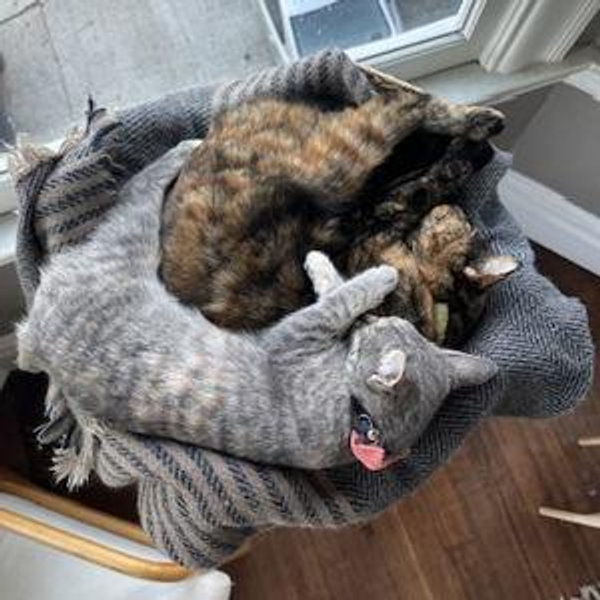 Ginny & Cleo fund