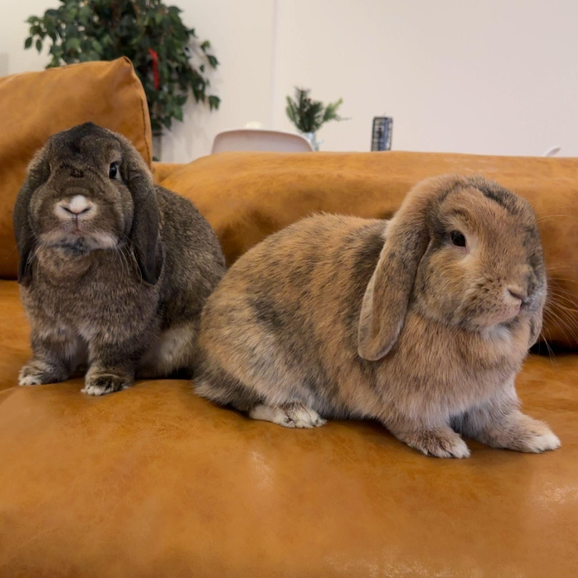 Our Hearts - Hopscotch & Monty