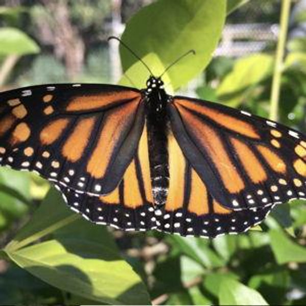 Butterfly Farm