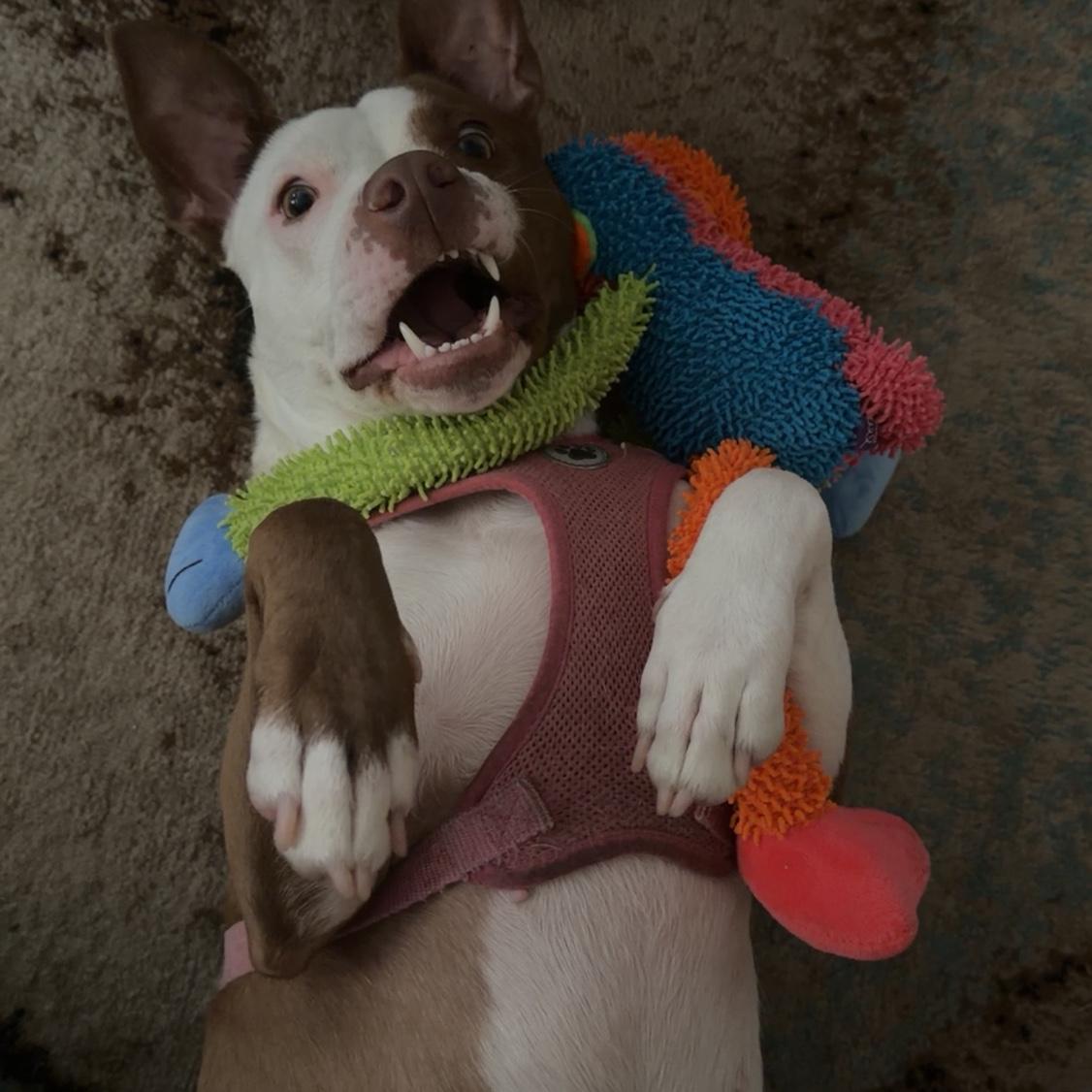 Her playing with her monkey, and the monkey won!😂