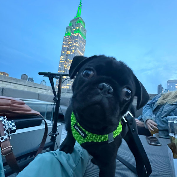 Future Dog Fund