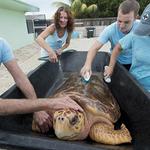 Turtle Hospital