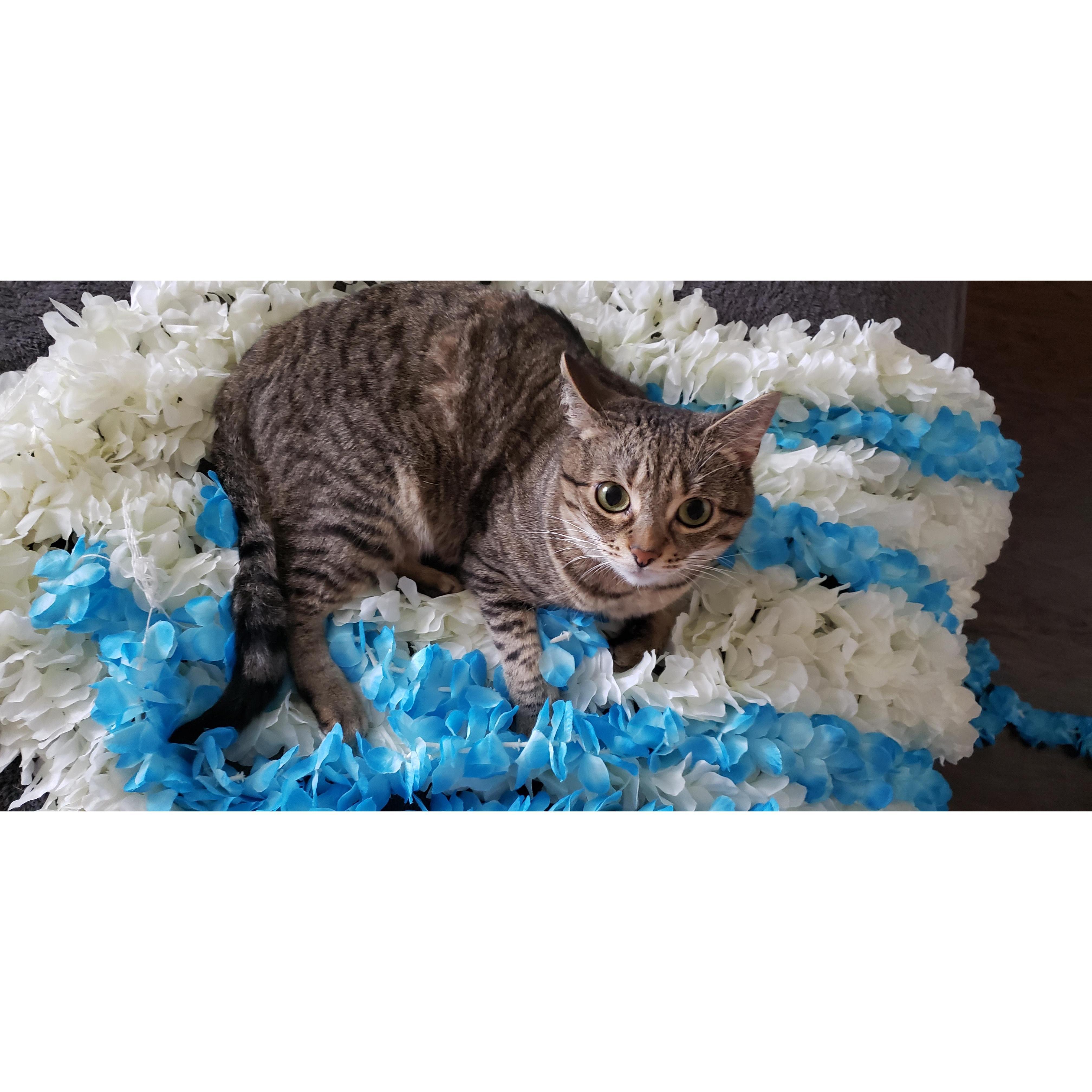 Ciera's cat Liberty trying to help plan the wedding.