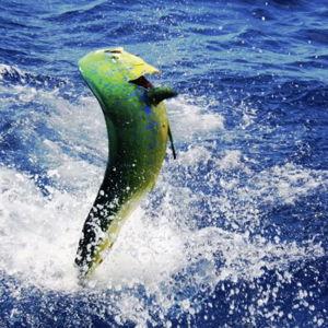 Honeymoon "Deep Sea Fishing"