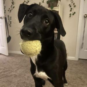 Help us build a fence for Pearl!