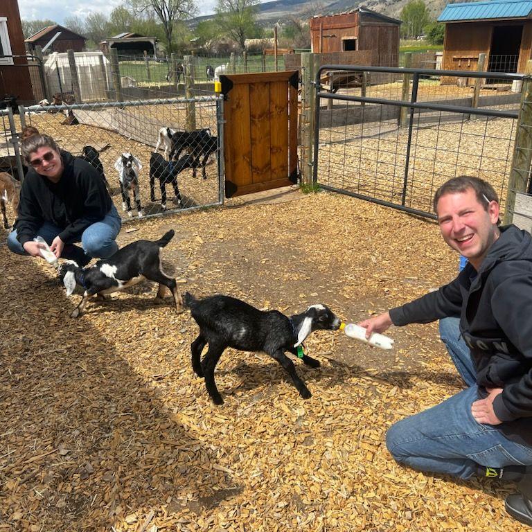 Feeding goats in Hotchkiss, CO, 2024