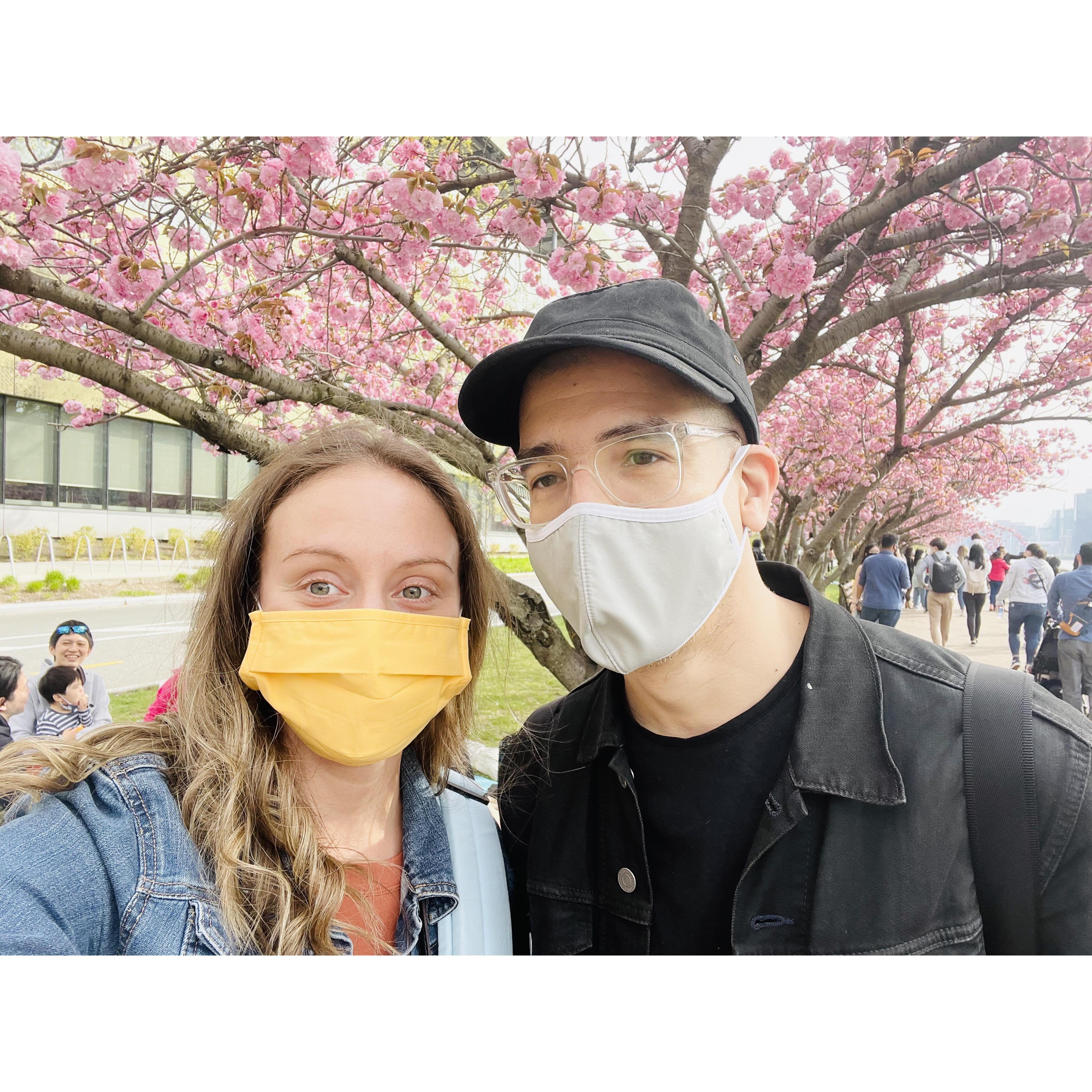 A Spring adventure to see the cherry blossoms on Roosevelt Island.