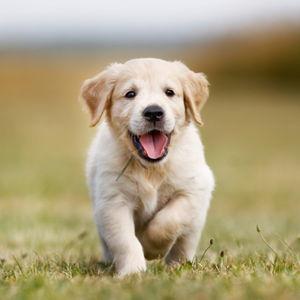Future Furry Friend Fund