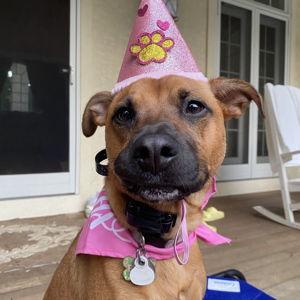 Piper Fund