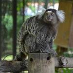 Monkey Park