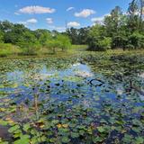 Houston Arboretum & Nature Center