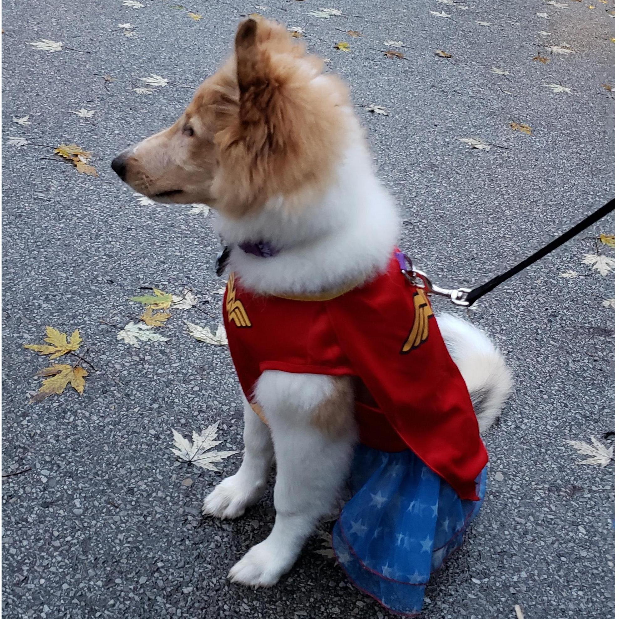 Going Trick or Treating! 10.31.18