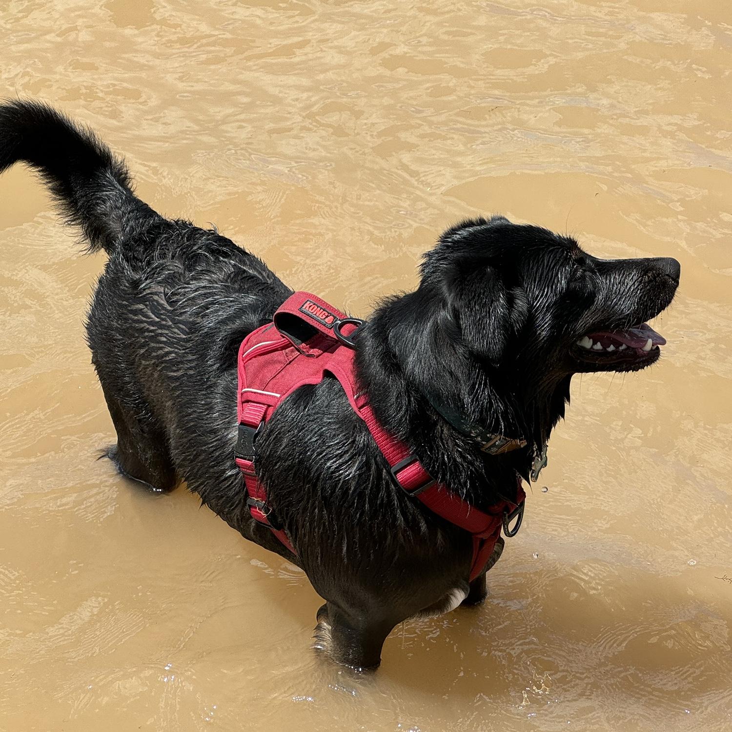 Luna loves the water so much!