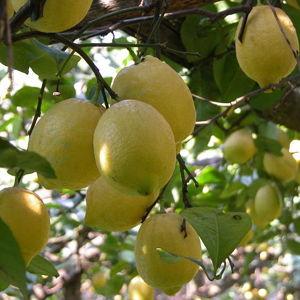 Sorrento Farm and Food Experience: Olive Oil, Limoncello, Wine tasting