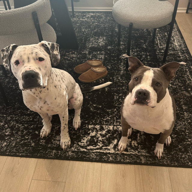 Our Dog Fund