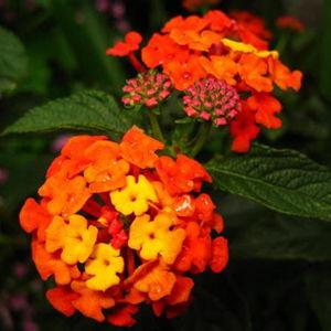 Lantana Plants
