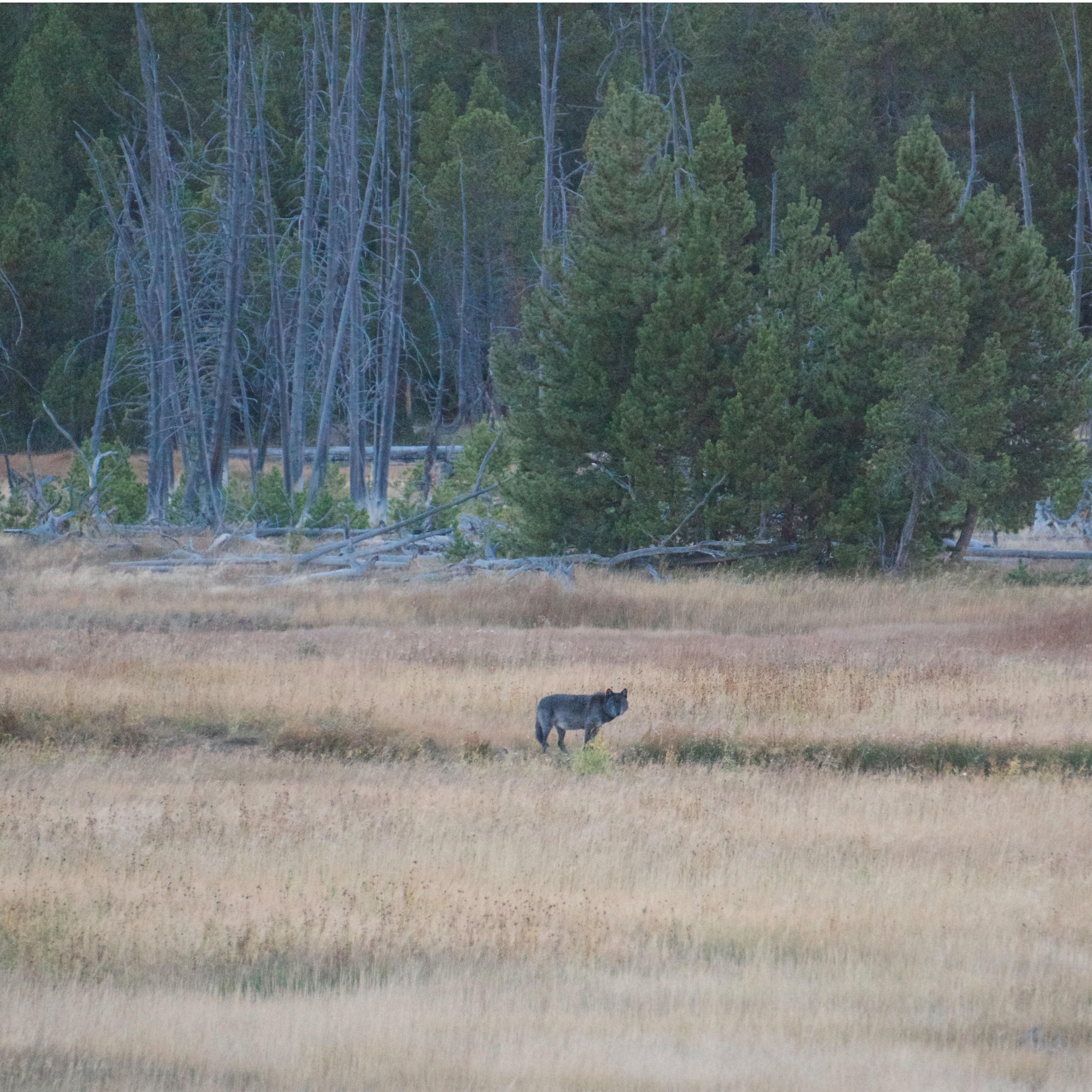 A wolf from The Wapiti Lake Pack in Yellowstone!