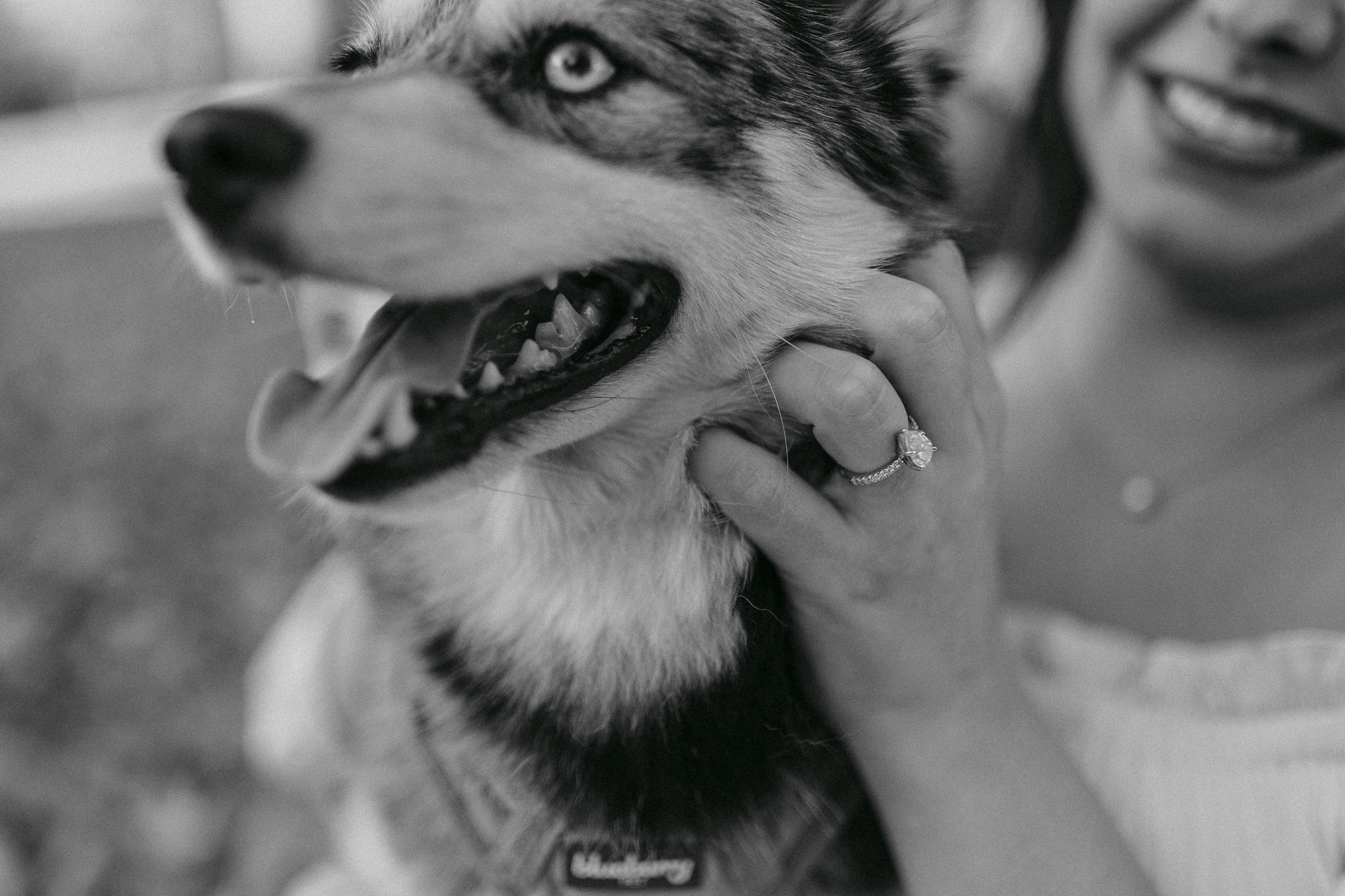 The Wedding Website of Rebecca Wood and David Vincent