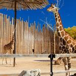 ABQ BioPark Zoo