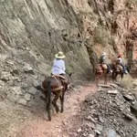 Mule Rides
