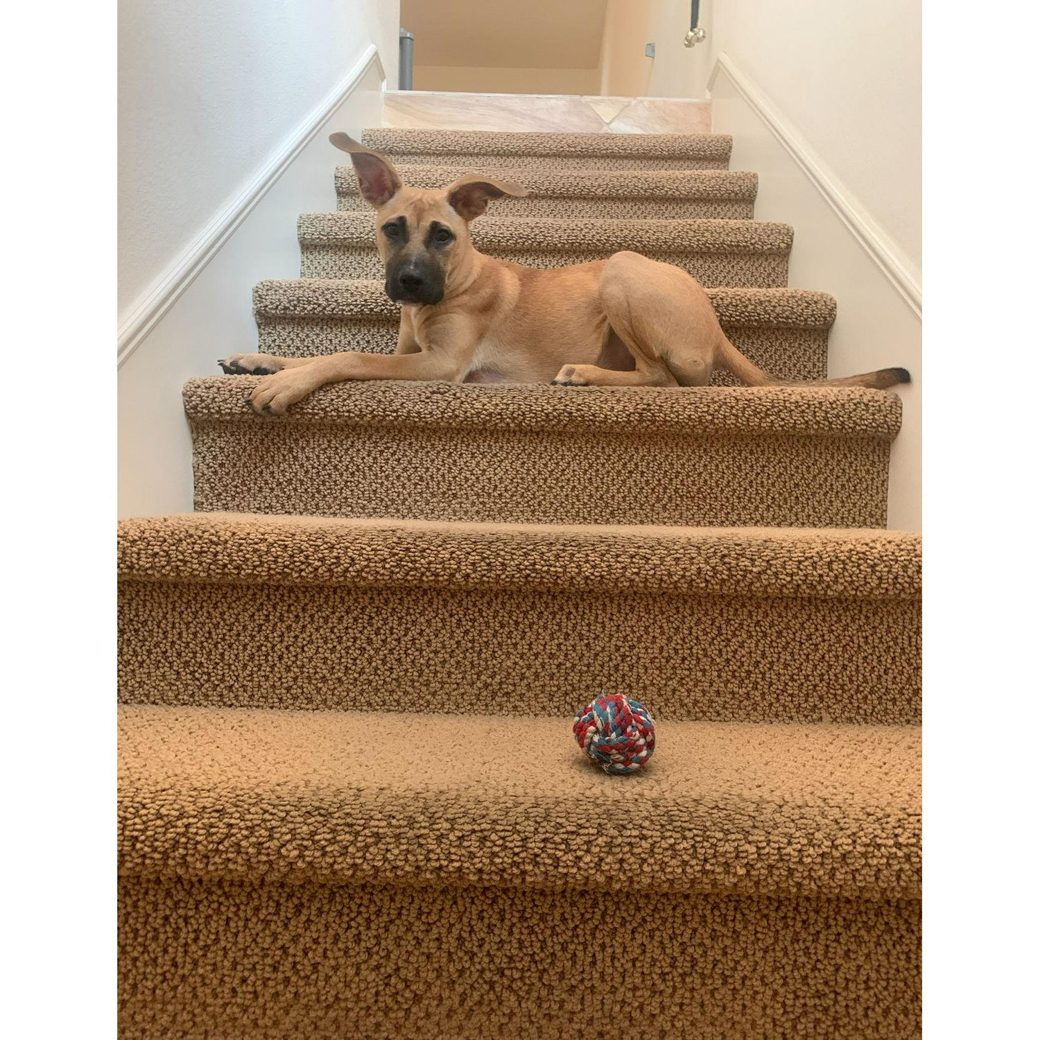 We were both nervous and excited for her to never grow into those ears.