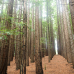 Cement Creek Redwood Forest