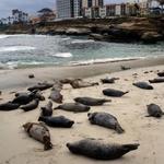 La Jolla Cove
