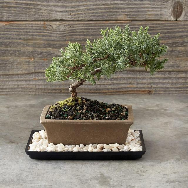 Green Mound Junpier Bonsai, 6"