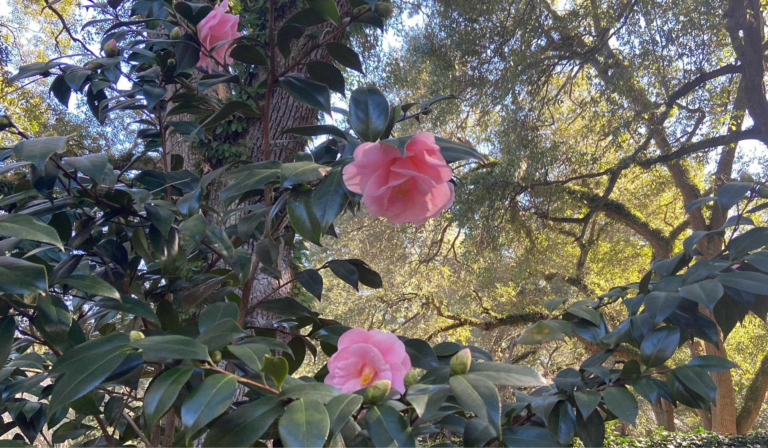 The Wedding Website of Alyssa Gaskin and Matthew Velardi