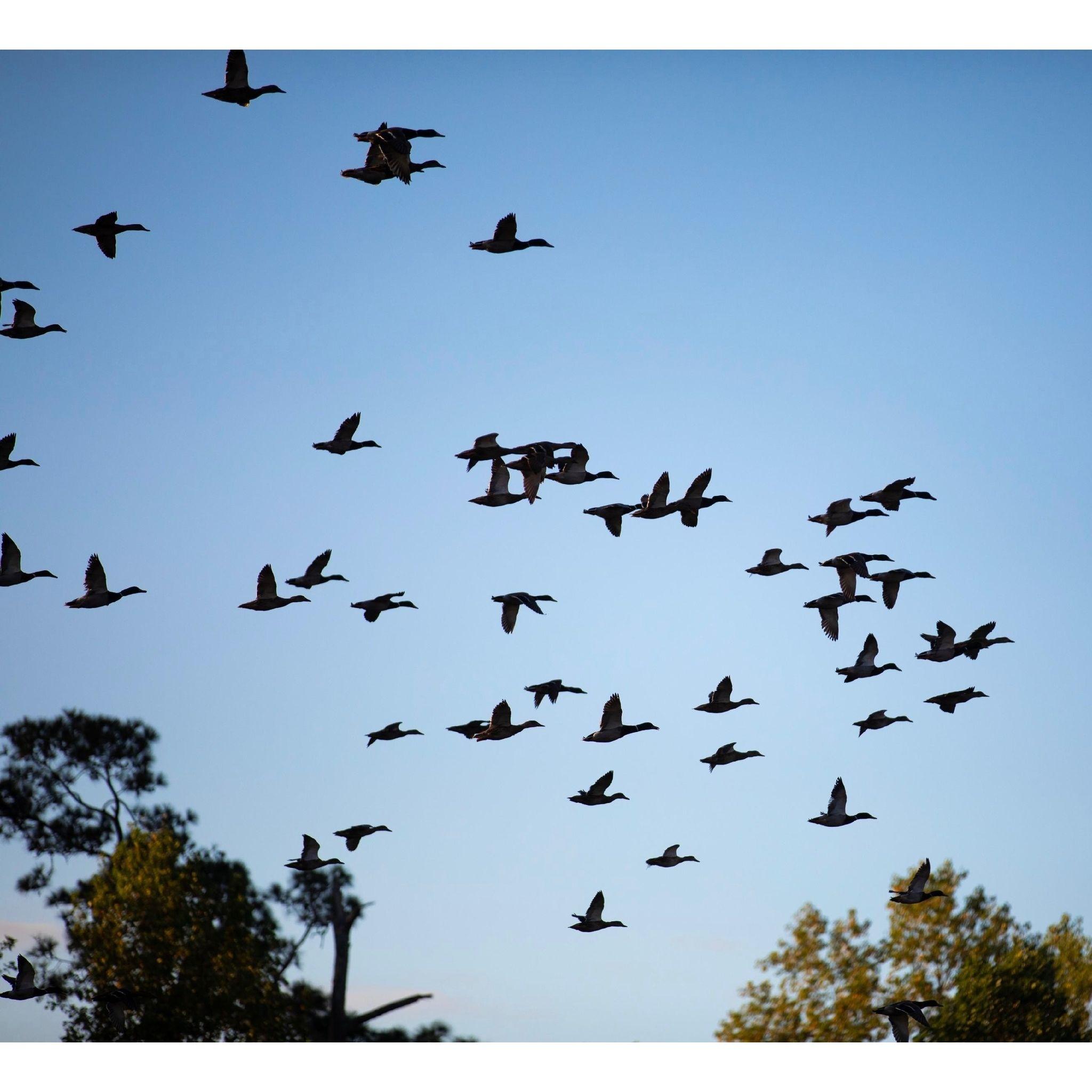 Another picture for our duck-hunting lovers!