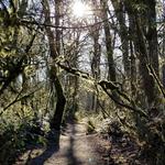 The Grand Forest & Forest to Sky Trail