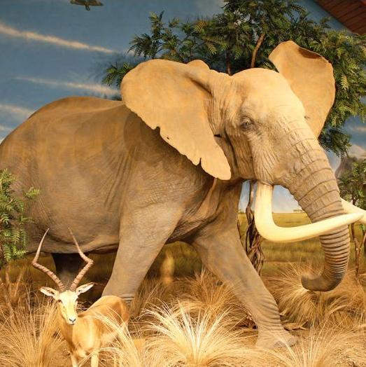 African Elephant Full Size Taxidermy Reproduction