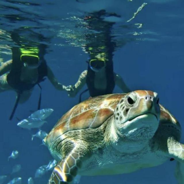 Shipwreck Snorkel and Turtle Swim Adventure