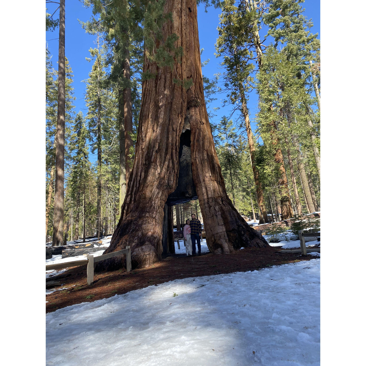 The Mariposa Grove of Giant Sequoias. That is us in the middle!