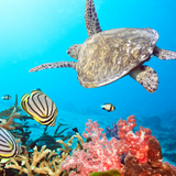 Full Day Snorkeling Expedition
