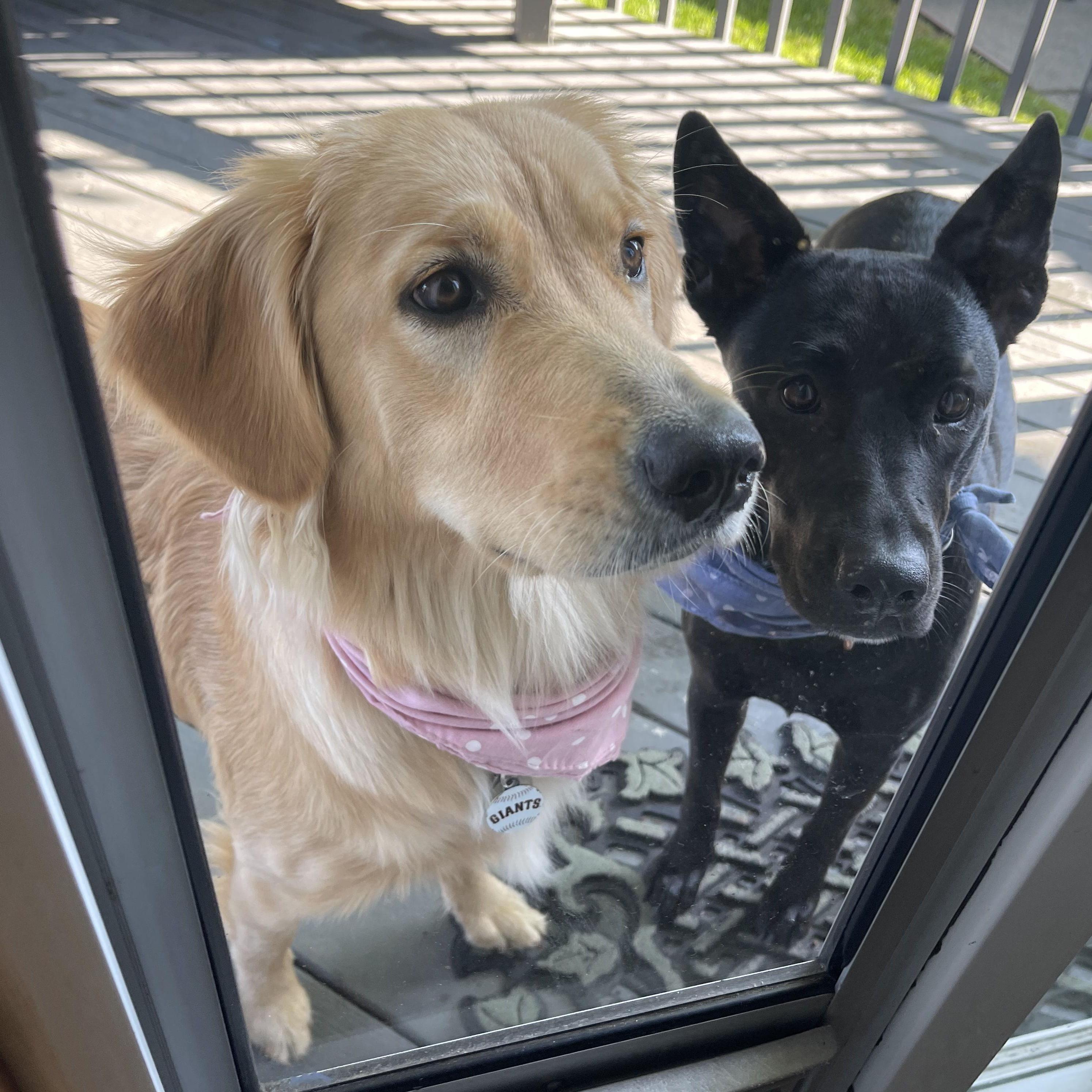 "let us in!!"