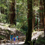 Armstrong Redwoods State Natural Reserve