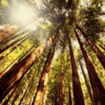 Muir Woods National Monument
