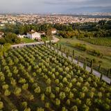 Vineyard & Olive Grove Tour with Wine Tasting at Villa Tolomei