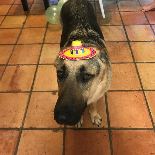 Dog Sitter Fund